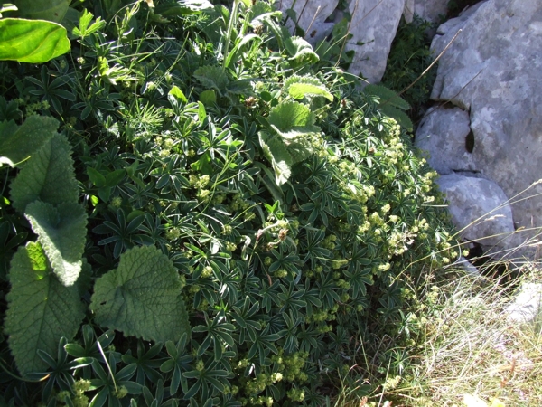 Alchemilla cfr. alpina